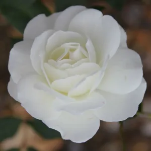 Whartons 'Iceberg' White Climbing Rose Plant 4Ltr Pot